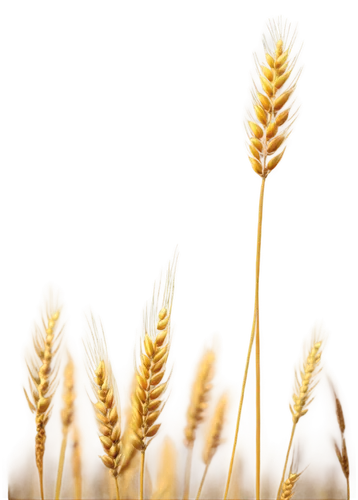 spikelets,wheat ear,wheat crops,einkorn wheat,durum wheat,strand of wheat,triticum durum,wheat ears,seed wheat,wheat grain,sprouted wheat,khorasan wheat,wheat grasses,strands of wheat,triticale,cereal grain,foxtail barley,wheat germ oil,dinkel wheat,barley cultivation,Conceptual Art,Daily,Daily 34