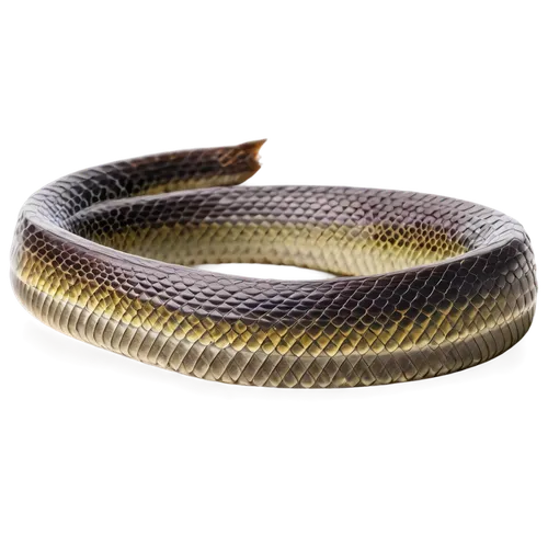 curved ribbon,african house snake,coachwhip,stator,garter snake,steel rope,wampum snake,gold bracelet,horsewhip,supercoiled,bracciali,reed belt,yurman,dyneema,reticulatus,elastic rope,isolated product image,lampropeltis,fastening rope,goldwire,Conceptual Art,Sci-Fi,Sci-Fi 05