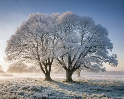 hoarfrost,snow trees,beech trees,winter morning,winter magic,winter landscape,morning frost,winter tree,the first frost,wintry,winter forest,winter light,snow tree,ground frost,treemsnow,frosty weather,frost,winter background,bare trees,winter dream,Illustration,Realistic Fantasy,Realistic Fantasy 42