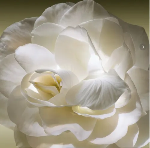 a white rose with a green background,white rose,gardenia,cream rose,porcelain rose,white petals,white roses