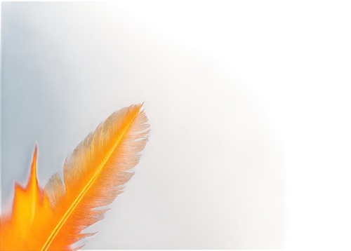 bird of paradise,feather,plume,flame robin,firebird,fire background,banner,flame spirit,phoenix rooster,angel wing,white feather,phoenix,sunburst background,flame flower,chicken feather,fire birds,pentecost,bird png,bird feather,pillar of fire,Illustration,American Style,American Style 11