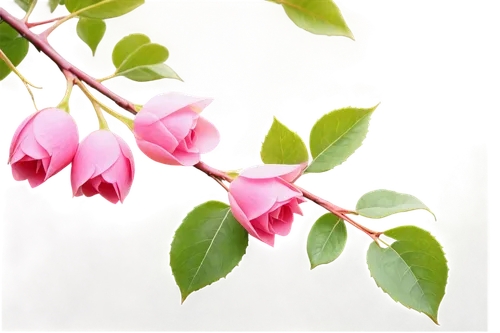 fuchsias,fuschia,fuchsia,pink flowers,bells flower,pink petals,flower background,pink flower,vaccinium,flowers png,spring background,indigofera,motola,pink floral background,pink periwinkles,abelia,gentianaceae,fuchsian,mutabilis,forest flower,Illustration,Black and White,Black and White 09