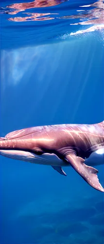 tursiops truncatus,anodorhynchus,cetacean,cetacea,striped dolphin,white-beaked dolphin,dorsal fin,bottlenose dolphin,blue whale,acanthorhynchus tenuirostris,marine reptile,common bottlenose dolphin,remora,rough-toothed dolphin,atlantoxerus getulus,chroicocephalus ridibundus,northern whale dolphin,oceanic dolphins,wide sawfish,philomachus pugnax,Illustration,Japanese style,Japanese Style 02