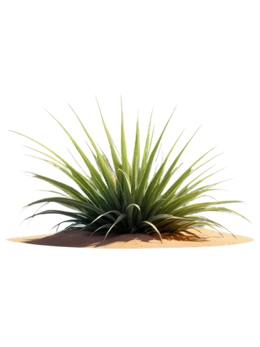 Desert plants, various species, vibrant green stems, thick waxy leaves, sharp spines, delicate flowers, sandy terrain, warm sunlight, shallow depth of field, natural composition, panoramic view, cinem