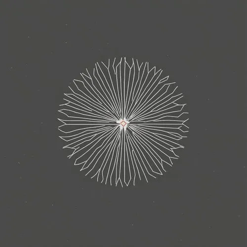 radiolarian,astropecten,star anemone,spirograph,spectrum spirograph,spirography