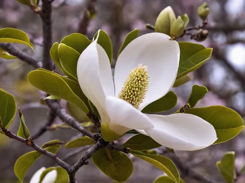 magnolia × soulangeana,magnolia x soulangiana,magnolia flowers,magnoliaceae,chinese magnolia,magnolia blossom,white magnolia,bush magnolia,magnolia flower,southern magnolia,magnolia liliiflora,japanese magnolia,magnolia,magnoliengewaechs,magnolia tree,magnolia grandiflora,yulan magnolia,magnolia stellata,tulip magnolia,magnolia star,Photography,Documentary Photography,Documentary Photography 09