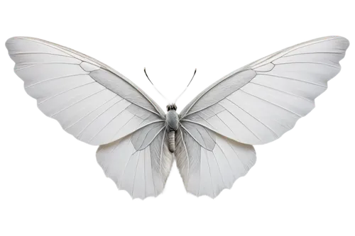 Large wings, feathery texture, white and gray colors, detailed veins, slightly spread, curved shape, soft light, 3/4 composition, cinematic lighting, PNG with transparent background.,black-veined whit