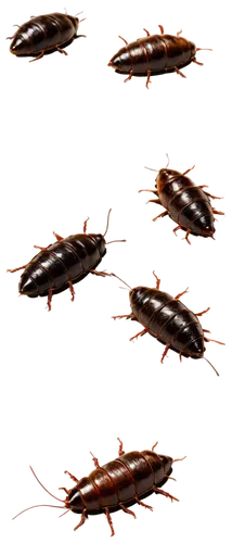 Close-up, detailed, brownish-black roach feces, scattered on floor, irregular shapes, rough texture, glossy surface, strong contrast, high-key lighting, shallow depth of field, realistic, macro photog