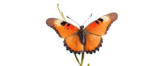 orange butterfly,butterfly background,butterfly vector,butterfly isolated,euphydryas,polygonia,isolated butterfly,butterfly moth,melitaea,butterfly clip art,butterfly,lycaena,hypolycaena,butterfly on a flower,gulf fritillary,french butterfly,lepidoptera,saturniidae,lepidopteran,transparent background,Illustration,Abstract Fantasy,Abstract Fantasy 11