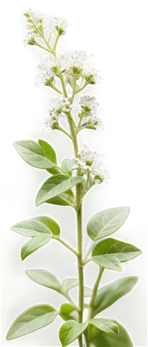 Oregano plant, green herb, leafy stems, small white flowers, delicate petals, soft focus, natural light, shallow depth of field, warm color tone, 3/4 composition, close-up shot, realistic texture, int