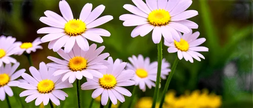 wood daisy background,barberton daisies,daisy flowers,pink daisies,white daisies,meadow daisy,australian daisies,shasta daisy,common daisy,daisies,perennial daisy,marguerite daisy,pyrethrum,oxeye daisy,crepis,daisy flower,ox-eye daisy,leucanthemum,colorful daisy,autumn daisy,Conceptual Art,Sci-Fi,Sci-Fi 24