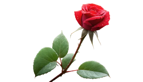 rose bud,romantic rose,rose png,rose buds,red rose,rosebud,rose flower,valentine flower,arrow rose,red rose in rain,rose leaf,evergreen rose,flower rose,bright rose,petal of a rose,rose plant,dried rose,landscape rose,rose flower illustration,pink rose,Conceptual Art,Daily,Daily 30