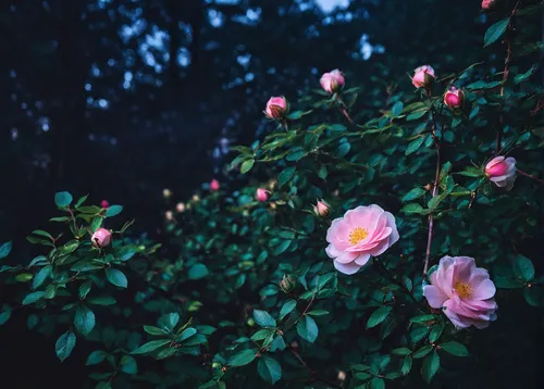 Write a romantic poem about a wild shrub rose in a moonlit garden.,blooming roses,noble roses,rosa-sinensis,rosebushes,landscape rose,rose bush,rose garden,garden roses,rose blooms,camellias,wild rose