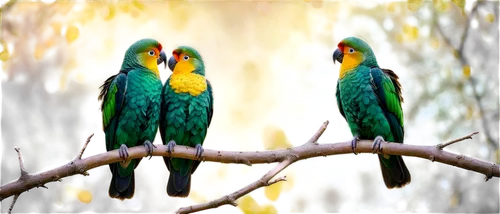 golden parakeets,yellow-green parrots,couple macaw,parrot couple,passerine parrots,macaws of south america,macaws,rainbow lorikeets,sun conures,macaws blue gold,lorikeets,parrots,colorful birds,parakeets,rare parrots,tropical birds,yellow green parakeet,conure,bird couple,lovebird,Illustration,Realistic Fantasy,Realistic Fantasy 42