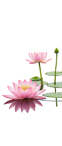 pink water lilies,pink water lily,lotus on pond,water lilies,waterlilies,blooming lotus,lotus flowers,flower wallpaper,flower background,water lotus,lotuses,flower of water-lily,water lily,flowers png,waterlily,lotus png,water lily flower,water lilly,lotus,lotus blossom,Art,Classical Oil Painting,Classical Oil Painting 30