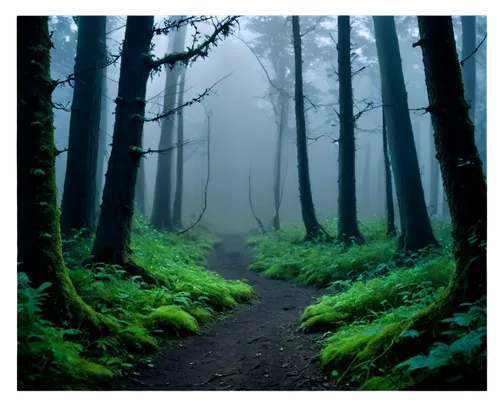 foggy forest,germany forest,forest path,elven forest,forest of dreams,green forest,the forest,forest floor,fairytale forest,enchanted forest,haunted forest,forest walk,forest,forest background,forest dark,fairy forest,holy forest,forests,forest glade,forestland,Illustration,Realistic Fantasy,Realistic Fantasy 16