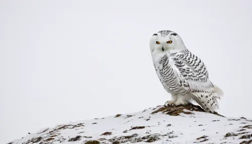 snowy owl,snow owl,ural owl,lapland owl,kirtland's owl,siberian owl,hedwig,barn owl,great gray owl,grey owl,owl nature,the great grey owl,owl background,eastern grass owl,gyrfalcon,great grey owl-malaienkauz mongrel,winter animals,tyto longimembris,owl-real,hoot,Conceptual Art,Daily,Daily 26