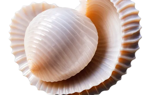 sea shell,spiny sea shell,seashell,pilgrim shell,shells,seashells,scallop,calliostoma,shell,clam shell,beach shell,clamshells,micromollusc,cockles,in shells,snail shell,sea shells,marine gastropods,cowries,molluscan,Conceptual Art,Fantasy,Fantasy 34