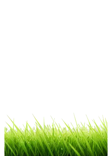 artificial grass,grass,block of grass,artificial turf,green wallpaper,lawn,green grass,mobile video game vector background,quail grass,green lawn,golf course grass,wheat germ grass,background vector,trembling grass,golf course background,girl lying on the grass,grass grasses,spring leaf background,halm of grass,grass blades,Photography,Fashion Photography,Fashion Photography 24