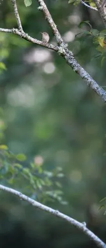 defocus,lensbaby,background bokeh,branch swirls,depth of field,thicket