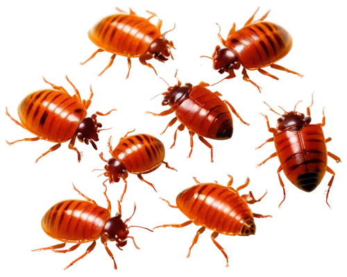 varroa,red bugs,mites,fire ants,milvus migrans,mound-building termites,earwigs,ticks,wall,insects,termite,varroa destructor,ants,centipede,arthropods,chelydridae,conga,berbaceous,limicoles,butorides,Illustration,Vector,Vector 13