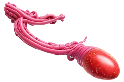 Internal organ, digestive system, human body, realistic, detailed texture, shiny surface, red-pink color, intricate blood vessels, 3D model, close-up shot, softbox lighting, HD rendering, medical illu