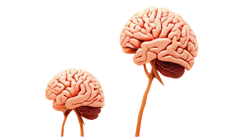 brain icon,neurons,encephalopathies,enoki,neurotrophins,amygdala,cerebrovascular,brains,neurogenesis,flowers png,neurones,cerebellar,neuroblasts,neurodegenerative,neuropil,cerebellum,neuromodulation,neurite,spruce cones,neurovascular,Illustration,Paper based,Paper Based 17