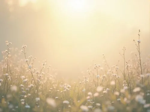 meadows of dew,morning light dew drops,morning dew,early morning dew,sunray,dew on grass,small meadow,summer meadow,sunbeams,sunburst background,meadow,background bokeh,dewdrops in the morning sun,morning mist,dandelion background,foresees,sunrays,cottongrass,wild meadow,spring morning,Photography,General,Realistic