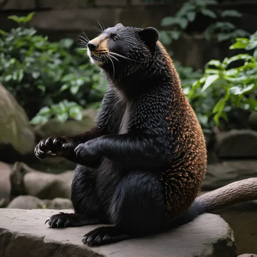 Document the playful moments of animals at Central Park Zoo,spectacled bear,sun bear,giant otter,bear kamchatka,american black bear,fur seal,otter,mustelid,north american river otter,dwarf mongoose,th