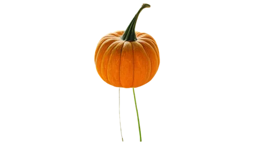 calabaza,candy pumpkin,scarlet gourd,cucurbita,decorative pumpkins,halloween pumpkin gifts,figleaf gourd,gourd,hokkaido pumpkin,turkestan tulip,pumpkin,bitter gourd,white pumpkin,pumpkin autumn,halloween pumpkin,cleanup,gem squash,pumkin,pumpkin seed,jack o lantern,Illustration,Black and White,Black and White 18