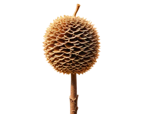 conifer cone,fir cone,douglas fir cones,pine cone,conifer cones,acorn,japanese kuchenbaum,pinecone,cone,seed head,pine cone pattern,greater burdock,spruce cones,pine cones,buttonbush,pinecones,dried pineapple,banksia,cones,burdock,Art,Artistic Painting,Artistic Painting 44