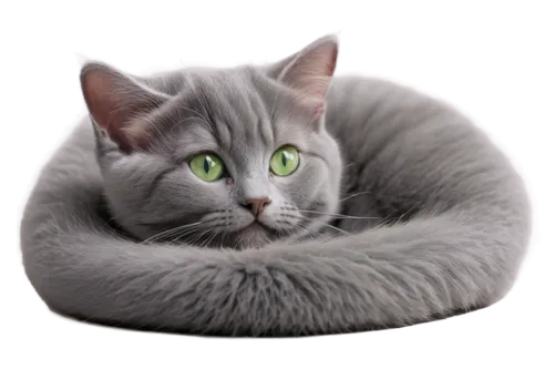 cat vector,gray cat,silver tabby,european shorthair,gray kitty,cat image,russian blue cat,toxoplasma,light fur,curled up,suara,cute cat,jayfeather,british shorthair,felino,blue eyes cat,graystripe,katzen,breed cat,katchen,Conceptual Art,Daily,Daily 16