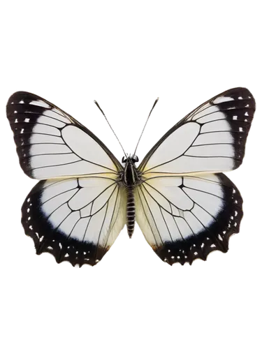 palamedes swallowtail,black-veined white butterfly,hybrid black swallowtail butterfly,zebra swallowtail,hesperia (butterfly),melanargia,papilio,melanargia galathea,euphydryas,papilio rumanzovia,papilio machaon,giant swallowtail,eastern black swallowtail,brush-footed butterfly,white admiral or red spotted purple,papillon,lepidoptera,limenitis,western tiger swallowtail,scarce swallowtail,Illustration,American Style,American Style 14