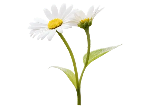 leucanthemum,leucanthemum maximum,shasta daisy,flowers png,oxeye daisy,marguerite daisy,bellis perennis,common daisy,ox-eye daisy,wood daisy background,mayweed,marguerite,perennial daisy,the white chrysanthemum,daisy flower,argyranthemum frutescens,minimalist flowers,fleabane,white daisies,flannel flower,Illustration,Retro,Retro 14