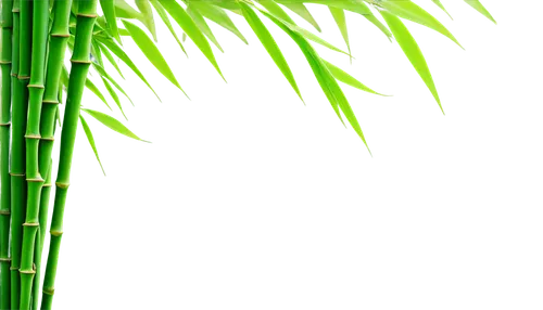 green wallpaper,palm leaf,palm leaves,green background,palm fronds,grass fronds,bamboo plants,palm tree vector,sweet grass plant,bamboo,palm branches,long grass,wheat grass,tropical leaf,bamboos,coconut leaf,green,bamboo forest,sugarcane,hawaii bamboo,Illustration,Realistic Fantasy,Realistic Fantasy 12