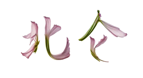 flowers png,crinum,tulipa,easter lilies,tuberose,siberian fawn lily,lilies,centaurium,lillies,allium siculum,tulip background,fawn lily,cluster-lilies,lilium candidum,flower illustration,pink lisianthus,tulip,tulpenbüten,tulip magnolia,pink hyacinth