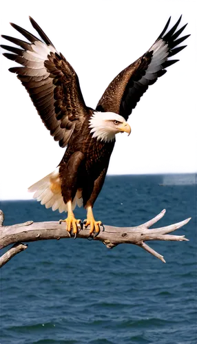 sea eagle,sea head eagle,steller's sea eagle,giant sea eagle,bald eagles,african fishing eagle,white-tailed eagle,white tailed eagle,sea hawk,fish eagle,eagles,eagle eastern,of prey eagle,eagle,african eagle,bald eagle,american bald eagle,eagle vector,african fish eagle,mongolian eagle,Illustration,Realistic Fantasy,Realistic Fantasy 19