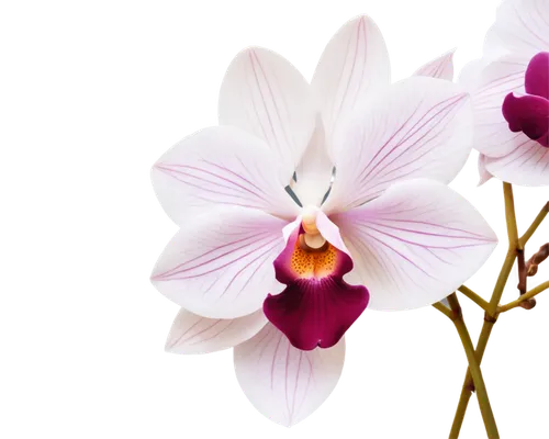 moth orchid,orchid flower,mixed orchid,orchid,orchids,orchids of the philippines,wild orchid,flowers png,laelia,lilac orchid,christmas orchid,phalaenopsis,phalaenopsis equestris,butterfly orchid,dendrobium,phalaenopsis sanderiana,laelia albida,laelia crispa,white orchid,cooktown orchid,Photography,Black and white photography,Black and White Photography 04