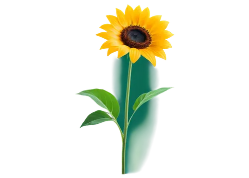 small sun flower,sunflower,sunflower paper,sunflower lace background,sun flower,rudbeckia,stored sunflower,helianthus,erdsonne flower,flowers png,helianthus sunbelievable,sunflower coloring,sun flowers,flower illustrative,yellow gerbera,flower background,calendula,sunburst background,yellow flower,flower illustration,Illustration,Vector,Vector 14