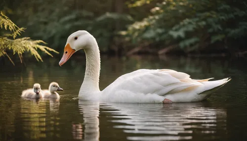 swan family,trumpeter swans,swan pair,cygnets,young swans,baby swans,swans,canadian swans,trumpeter swan,swan cub,swan lake,cygnet,swan on the lake,young swan,mute swan,mourning swan,trumpet of the swan,tundra swan,swan boat,white swan,Photography,General,Cinematic