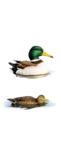 canards,mallards,cayuga duck,schwimmvogel,wild ducks,eiders,female duck,ornamental duck,ducks,brahminy duck,duck,mergansers,patos,ornipholidotos,waterfowl,ducktail,galliformes,duck bird,duck on the water,goldeneye,Illustration,Paper based,Paper Based 18