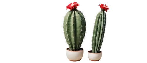 Prickly cactus, multiple stems, green skin, white areoles, red flowers, tall vase shape, ceramic pot, studio lighting, 3/4 composition, shallow depth of field, warm color tone, cinematic rendering.,ca