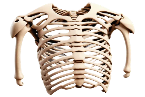 rib cage,skeletal structure,ribcage,wood skeleton,human skeleton,skeletal,skeleton,bone-in rib,articulated manikin,rotator cuff,vintage skeleton,rmuscles,3d model,human body anatomy,fish skeleton,gradient mesh,human body,the human body,3d figure,muscular system,Conceptual Art,Sci-Fi,Sci-Fi 14