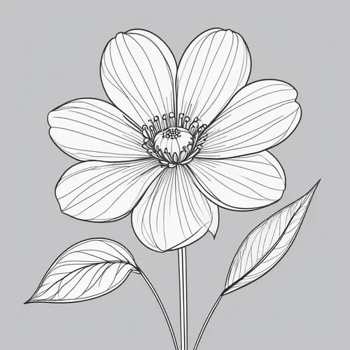 flower illustration,flower line art,botanical line art,illustration of the flowers,anemone nemorosa,wood anemone,flower drawing,genus anemone,hepatica,rotundifolia,anemone virginiana,windflower,minimalist flowers,flowers png,rose flower illustration,cosmea,anemone japonica,liverflower,franklinia,flower illustrative,Illustration,Black and White,Black and White 04