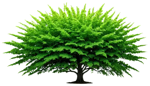 patrol,fir green,thuja,aaa,acacia,green tree,dwarf tree,fir tree,flourishing tree,cleanup,decorative bush,thunberg's fan maple,columbian spruce,fingerbush,fir fronds,hornbeam,evergreen trees,fir branch,chile fir,spruce tree,Illustration,American Style,American Style 06