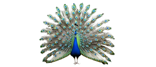 peacock feathers,peacock,peacock feather,fairy peacock,male peacock,peafowl,blue peacock,indian peafowl,peacocks carnation,peafowls,pavo,parrot feathers,budgerigar,color feathers,blue parakeet,an ornamental bird,feathers bird,pfau,feather,bird feather,Conceptual Art,Sci-Fi,Sci-Fi 22