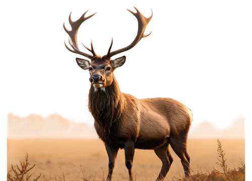 red-necked buck,venado,male deer,cervus elaphus,red deer,elk,whitetail buck,pere davids male deer,whitetail,wapiti,blacktail,elk bull,kudu buck,kudu,rutting,antlered,european deer,hartebeest,antler velvet,moschus,Conceptual Art,Daily,Daily 01