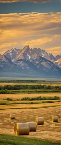 Hay bales in a field with the Rocky Mountains in the background, near Twin Butte, Alberta, Canada, North America,montana,wyoming,alberta,idaho,colorado,straw bales,teton,bales of hay,alcan highway,rou