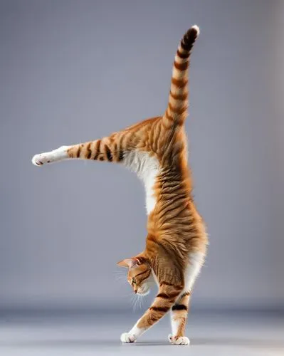 tiger cat,toyger,cat tail,american shorthair,circus animal,acrobat,tap dance,leaping,leap for joy,flip (acrobatic),ballet dancer,jumping jack,pirouette,bengal cat,american bobtail,rhythmic gymnastics,wild cat,japanese bobtail,street dancer,dancer,Photography,General,Natural