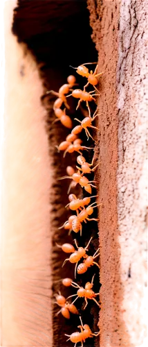 Termites, insect, group, wooden structure, tunnel system, mud-like texture, brown color, soft focus, close-up shot, shallow depth of field, warm lighting, cinematic composition.,termite,lasius,termite